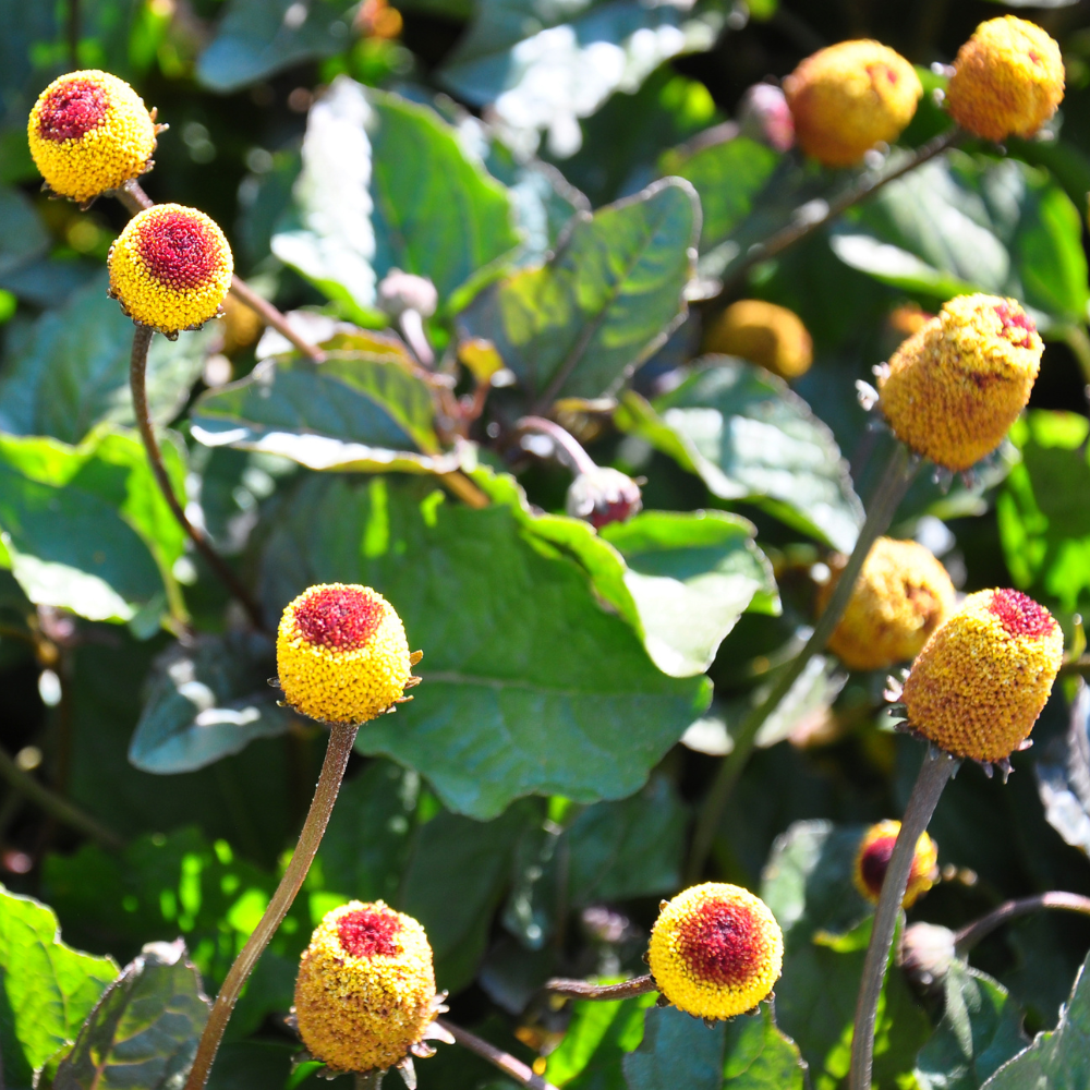 600 Toothache Plant Seeds (Spilanthes oleracea), Non GMO, High Yield Herb Seeds, Easy to Grow, Peek-A-Boo Electric Buttons for Gardeners