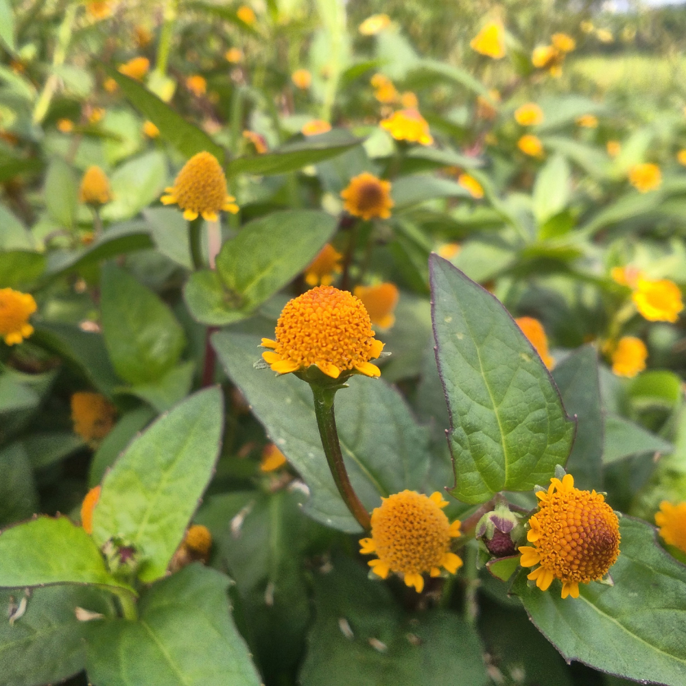400 Toothache Plant Seeds for Planting Outdoors, Heirloom, Easy to Grow, Fast Growing Peek-A-Boo Electric Buttons, Unique Yellow Red Flower Seeds