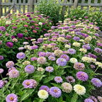 100 Blueberry Cheesecake Zinnia Seeds Mix, Non-GMO Zinnia elegans, High Yield, Vibrant Lavender Purple Cream Flower Mix for Cut Garden