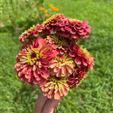 10 Queen Red Lime Zinnia Seeds, Non-GMO Zinnia elegans, High Yield, Vibrant Rose & Lime Green Ombre Flower Seeds for Cut Garden