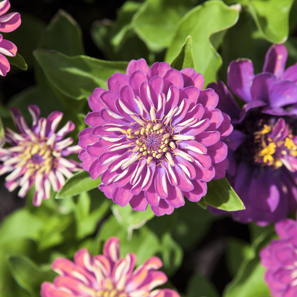300 Blueberry Cheesecake Zinnia Seeds Mix, Non-GMO Wildflower Seeds, Charming Pastel Purple Cream Accent, Perfect Unique Seed Gift for Gardeners