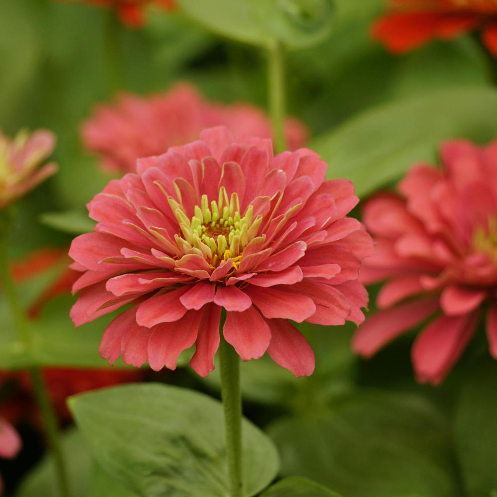30 Queen Red Lime Zinnia Seeds, Non-GMO, Fast Growing, Heat Tolerant Flower Seeds for Vibrant Backyard Borders