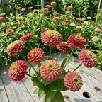 30 Queen Red Lime Zinnia Seeds, Non-GMO, Fast Growing, Heat Tolerant Flower Seeds for Vibrant Backyard Borders
