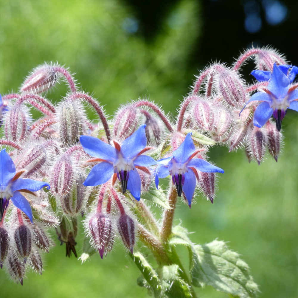 100 Borage Seeds, Non GMO, Heirloom, Annual, High-Yielding Edible Blue Starflower Culinary Herb for Gardens
