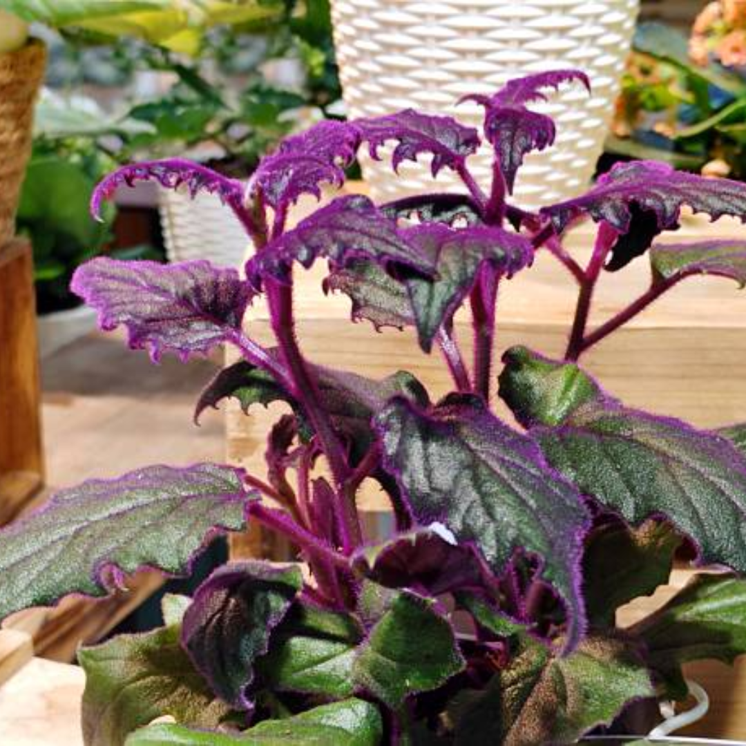 Purple Passion Plant Live Indoor Plant – 4 Inch Tall | Suitable for Home Décor & Gifts | Unique Purple Leaves, Beginner-Friendly & Compact Growth
