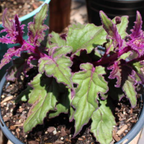 Purple Passion Plant Live Indoor Plant – 4 Inch Tall | Suitable for Home Décor & Gifts | Unique Purple Leaves, Beginner-Friendly & Compact Growth