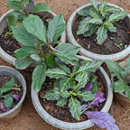 Purple Passion Plant Live Indoor Plant – 4 Inch Tall | Suitable for Home Décor & Gifts | Unique Purple Leaves, Beginner-Friendly & Compact Growth