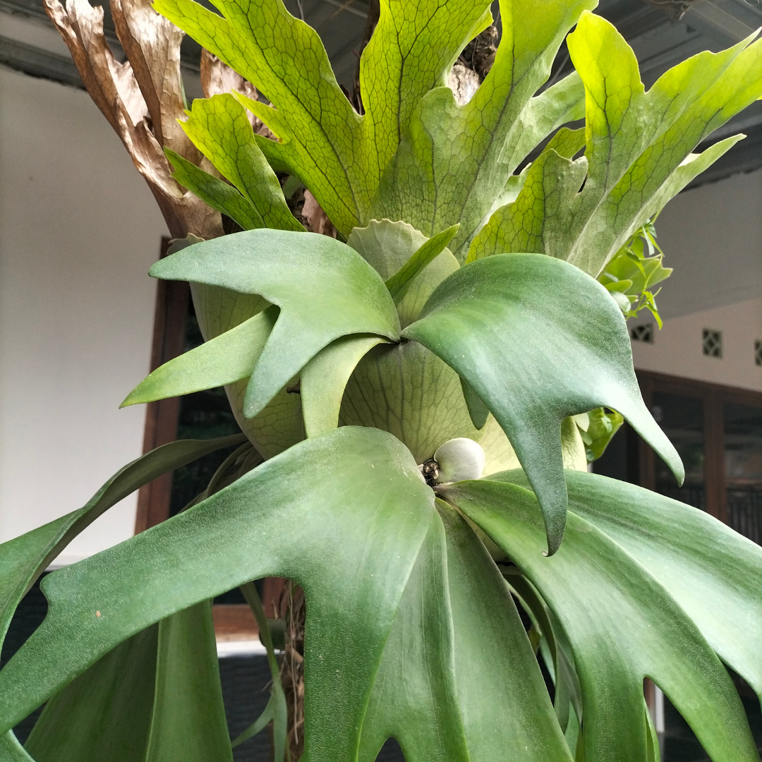 3 Staghorn Ferns Live Plants, Live Fern Plants Indoor in 4 Inch Pot, Unique Fern for Wall Mounting, Shelves and Indoor Decor