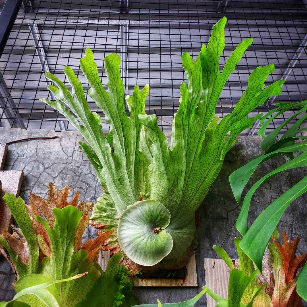 Staghorn Fern Live Plants, Stag Horn Fern Live Plant in 4 Inch Pot, Live Ferns Plants Indoor for Home Decor and Hanging Displays