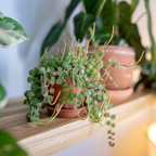 2 String of Turtles Plant Live, 4 Inch Potted Trailing Houseplant, Easy Care Indoor Plant for Home Office Decor and Hanging Displays
