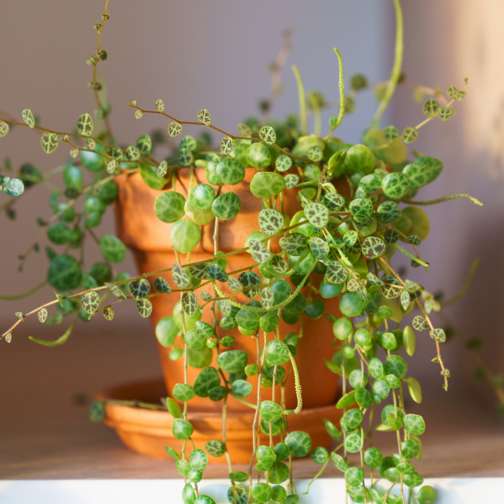 2 String of Turtles Plant Live, 4 Inch Potted Trailing Houseplant, Easy Care Indoor Plant for Home Office Decor and Hanging Displays