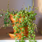 2 String of Turtles Plant Live, 4 Inch Potted Trailing Houseplant, Easy Care Indoor Plant for Home Office Decor and Hanging Displays