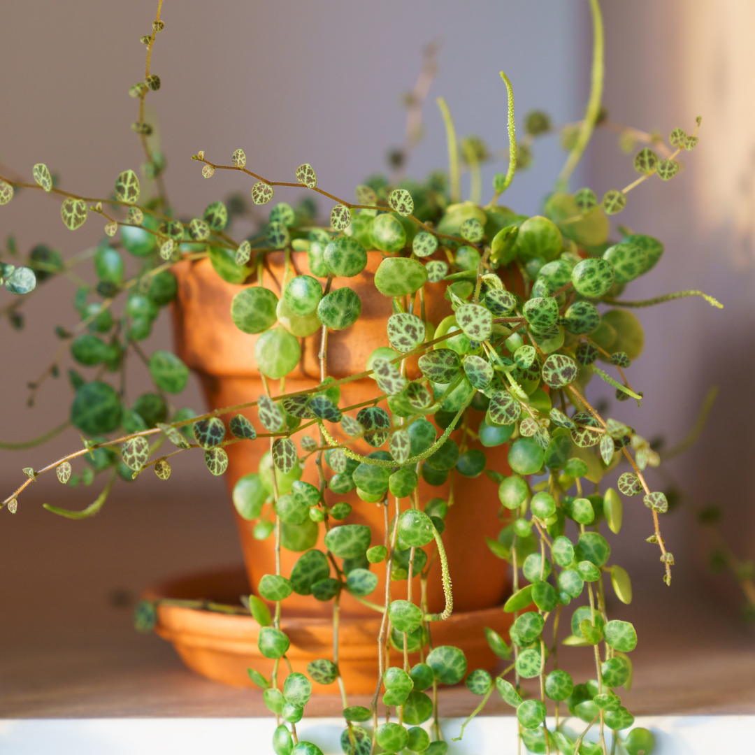 2 String of Turtles Plant Live, 4 Inch Potted Trailing Houseplant, Easy Care Indoor Plant for Home Office Decor and Hanging Displays