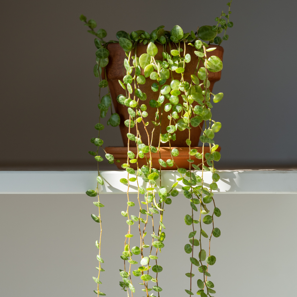 2 String of Turtles Plant Live, 4 Inch Potted Trailing Houseplant, Easy Care Indoor Plant for Home Office Decor and Hanging Displays