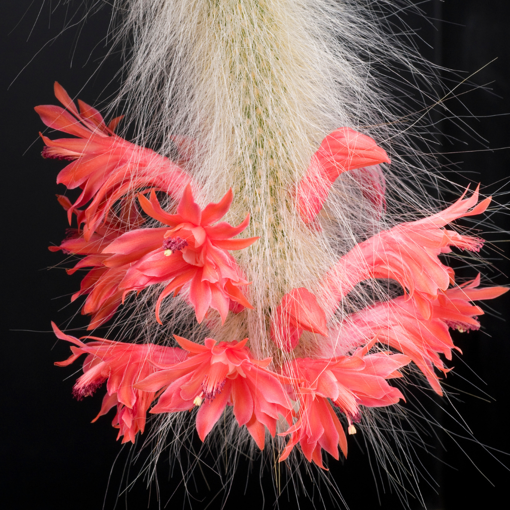 2 Live Monkey Tail Cactus, 2" Potted Plant, Easy Care Indoor Greenery, Decorative Long Trailing Cactus for Shelves and Bright Spaces