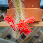 2 Live Monkey Tail Cactus, 2" Potted Plant, Easy Care Indoor Greenery, Decorative Long Trailing Cactus for Shelves and Bright Spaces