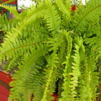 2 Lemon Button Fern Live Plant, 4 Inch Pot, Potted Nephrolepis Cordifolia, Small Indoor Fern for Desks and Terrariums