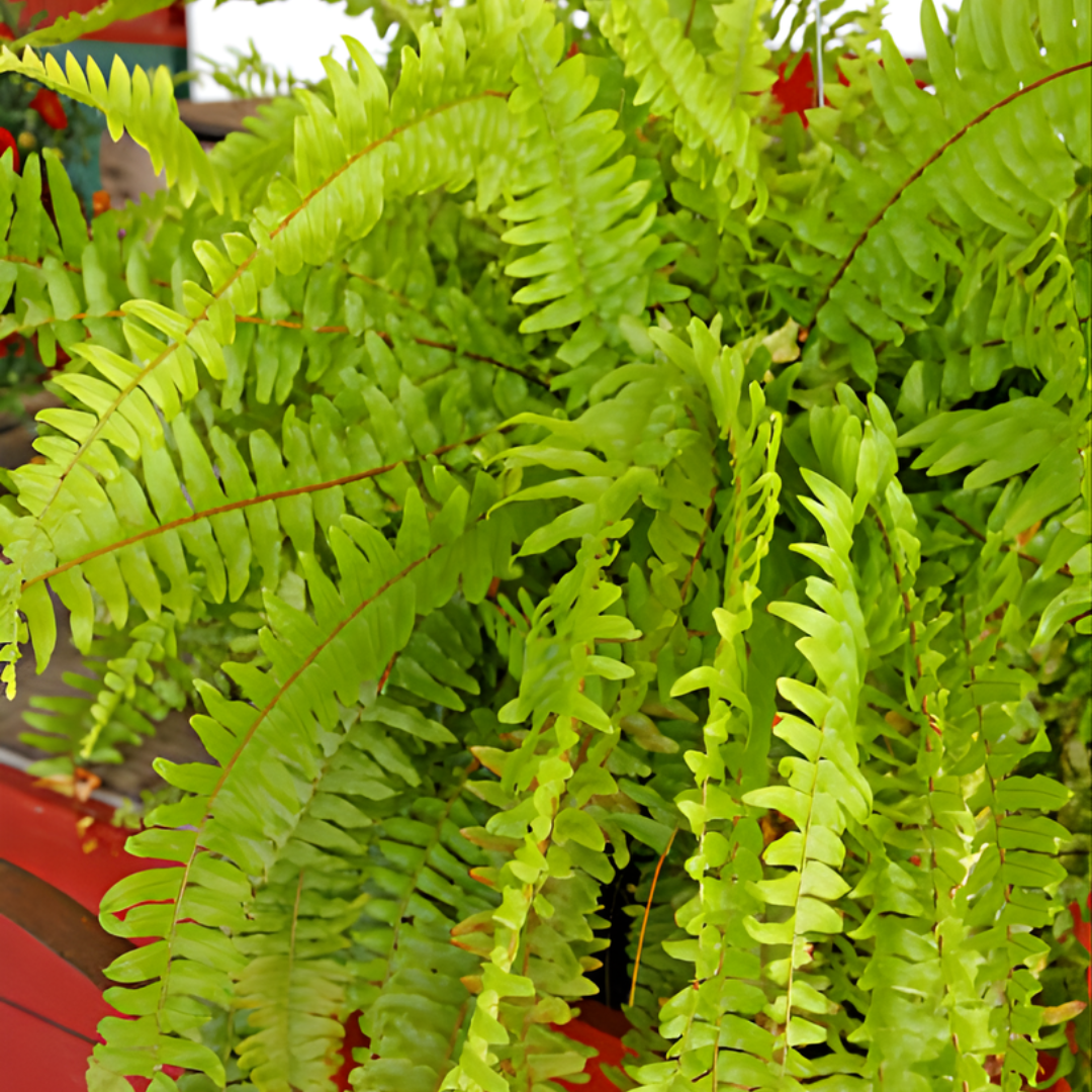 2 Lemon Button Fern Live Plant, 4 Inch Pot, Potted Nephrolepis Cordifolia, Small Indoor Fern for Desks and Terrariums
