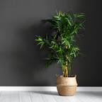 Parlor Palm, 4 Inch Pot Size, Potted Indoor Plant, Low Maintenance Tabletop Palm for Bright Indirect Light
