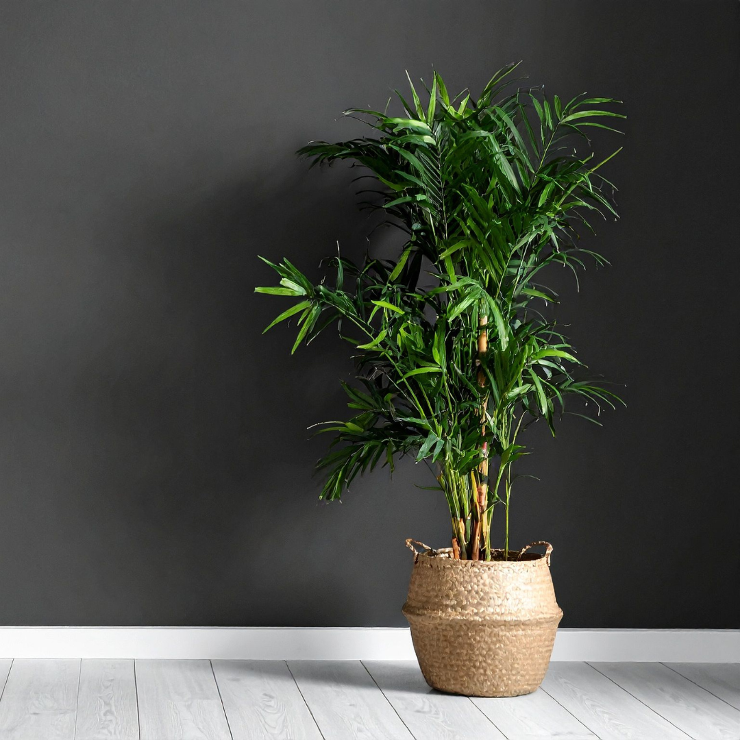 Parlor Palm, 4 Inch Pot Size, Potted Indoor Plant, Low Maintenance Tabletop Palm for Bright Indirect Light