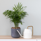 Parlor Palm, 4 Inch Pot Size, Potted Indoor Plant, Low Maintenance Tabletop Palm for Bright Indirect Light