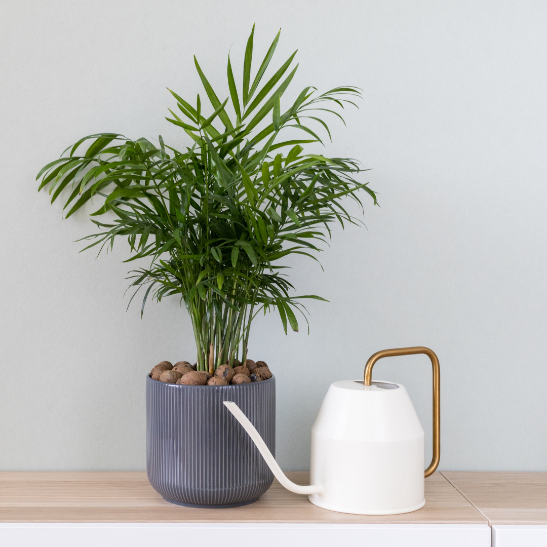 Parlor Palm, 4 Inch Pot Size, Potted Indoor Plant, Low Maintenance Tabletop Palm for Bright Indirect Light