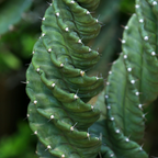 Live Spiral Cactus, 3.5" Potted Plant, Easy Care Indoor Greenery, Rare Twisted Columnar Cactus for Shelves and Desks