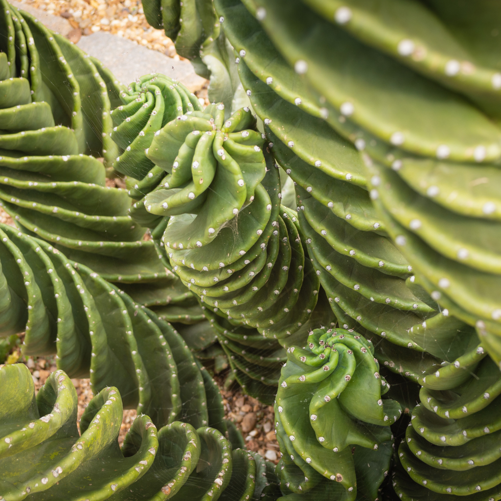 Live Spiral Cactus, 3.5" Potted Plant, Easy Care Indoor Greenery, Rare Twisted Columnar Cactus for Shelves and Desks