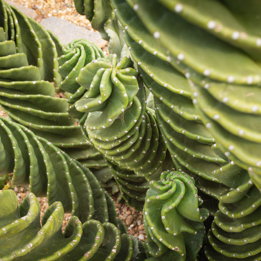Live Spiral Cactus, 3.5" Potted Plant, Easy Care Indoor Greenery, Rare Twisted Columnar Cactus for Shelves and Desks