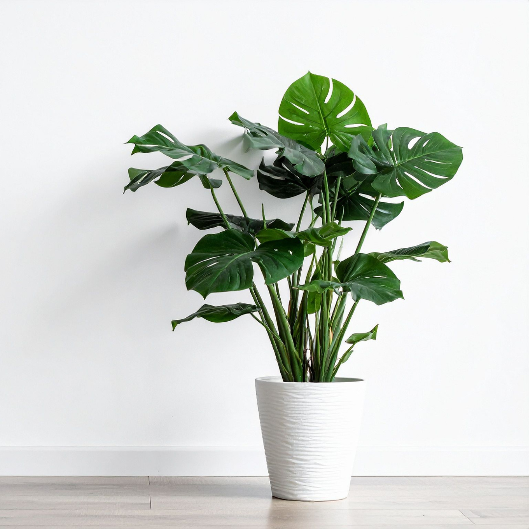 Monstera Thai Constellation Live Plant, 4" Potted Plant, Easy Care Variegated Greenery, Decorative Speckled Foliage for Desks and Bright Spaces