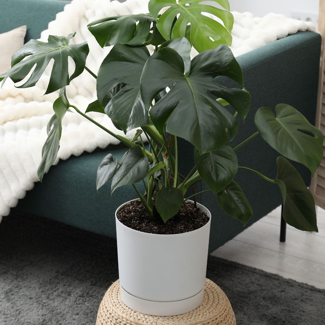 Monstera Thai Constellation Live Plant, 4" Potted Plant, Easy Care Variegated Greenery, Decorative Speckled Foliage for Desks and Bright Spaces