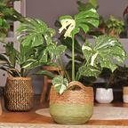 Thai Constellation Monstera Live Plant, 4 Inch Pot, Potted Variegated Monstera Deliciosa, Rare Cream and Green Indoor Plant for Home and Office