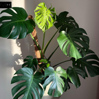 Thai Constellation Monstera Live Plant, 4 Inch Pot, Potted Variegated Monstera Deliciosa, Rare Cream and Green Indoor Plant for Home and Office