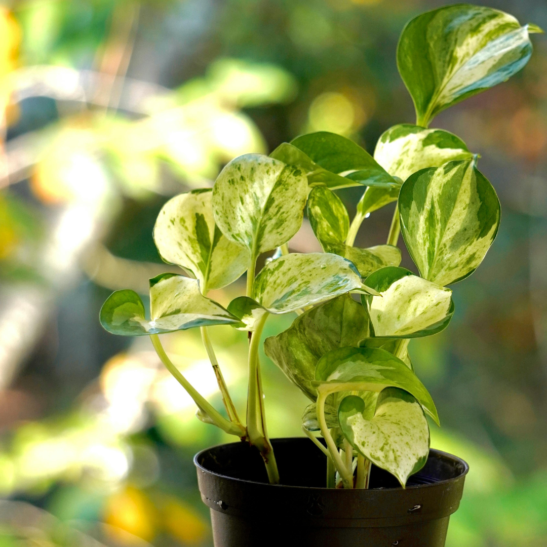 3 Pothos Live Plant, Pothos N’Joy in 2 Inch Pot, Easy Care Indoor Plant for Tabletop Displays, Gifting and Houseplant Collections