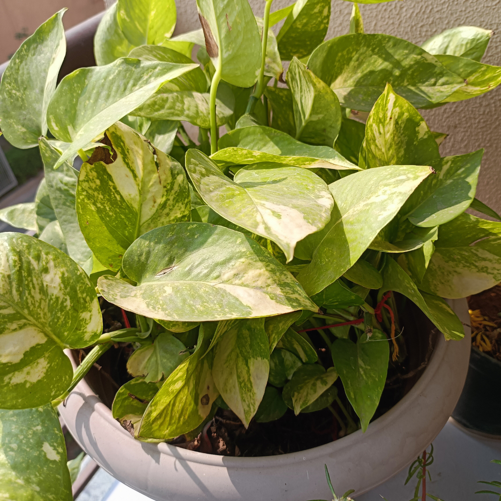 3 Pothos Live Plant, Pothos N’Joy in 2 Inch Pot, Easy Care Indoor Plant for Tabletop Displays, Gifting and Houseplant Collections
