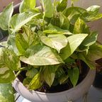 3 Pothos Live Plant, Pothos N’Joy in 2 Inch Pot, Easy Care Indoor Plant for Tabletop Displays, Gifting and Houseplant Collections