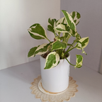 3 Pothos Live Plant, Pothos N’Joy in 2 Inch Pot, Easy Care Indoor Plant for Tabletop Displays, Gifting and Houseplant Collections