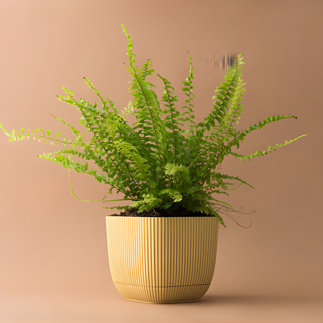 2 Lemon Button Fern Live Plant, 4 Inch Pot, Potted Nephrolepis Cordifolia, Small Indoor Fern for Desks and Terrariums