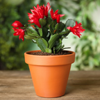 2 Red Thanksgiving Cactus Plants Live, Thanksgiving Cactus Plants Live in 4 Inch Pot, Easy Care Houseplant for Home Decor, Desks and Shelves