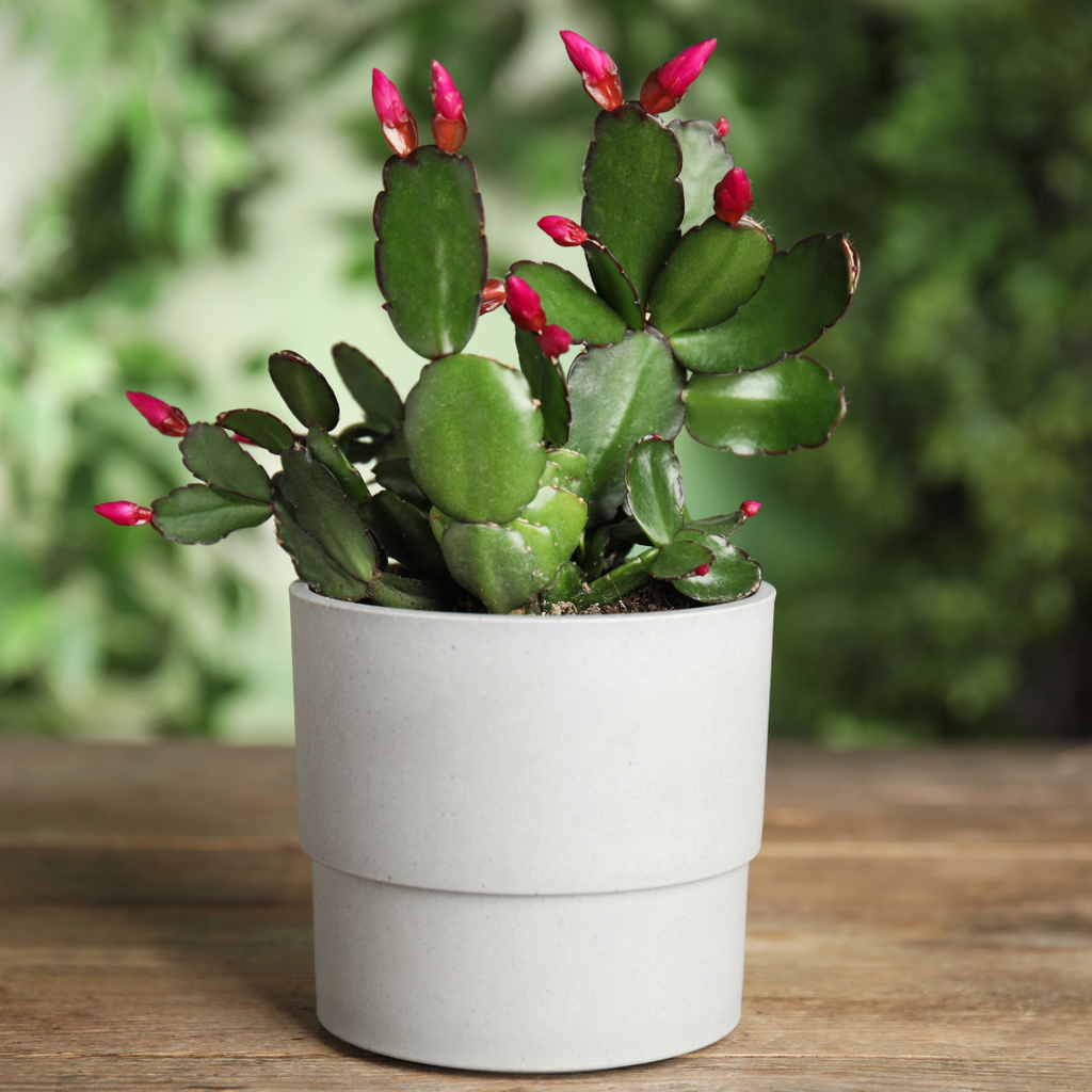 2 Red Thanksgiving Cactus Plants Live, Thanksgiving Cactus Plants Live in 4 Inch Pot, Easy Care Houseplant for Home Decor, Desks and Shelves