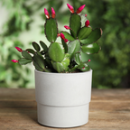 2 Red Thanksgiving Cactus Plants Live, Thanksgiving Cactus Plants Live in 4 Inch Pot, Easy Care Houseplant for Home Decor, Desks and Shelves