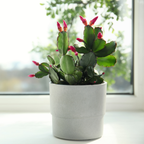 2 Red Thanksgiving Cactus Plants Live, Thanksgiving Cactus Plants Live in 4 Inch Pot, Easy Care Houseplant for Home Decor, Desks and Shelves