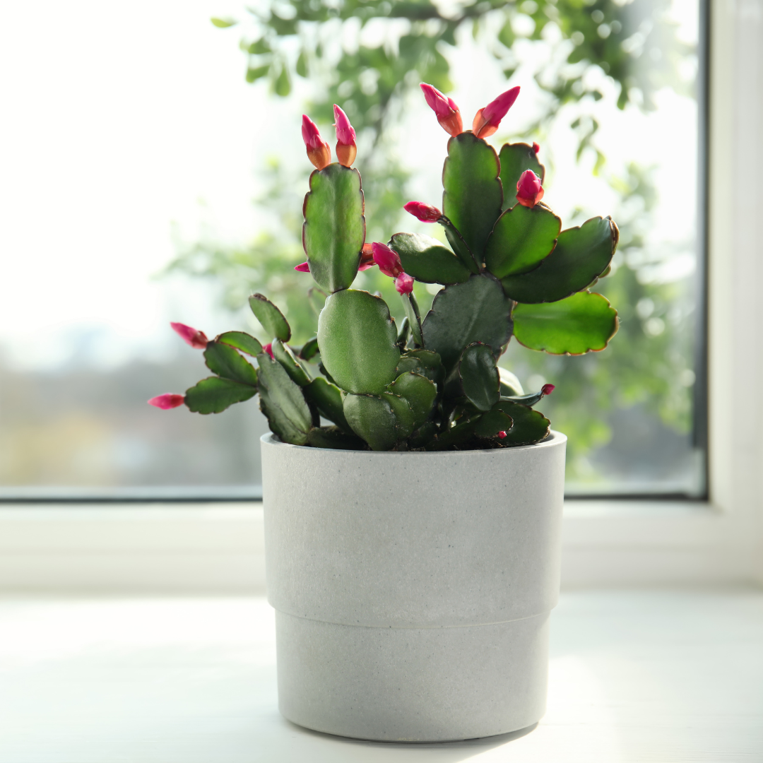 2 Red Thanksgiving Cactus Plants Live, Thanksgiving Cactus Plants Live in 4 Inch Pot, Easy Care Houseplant for Home Decor, Desks and Shelves