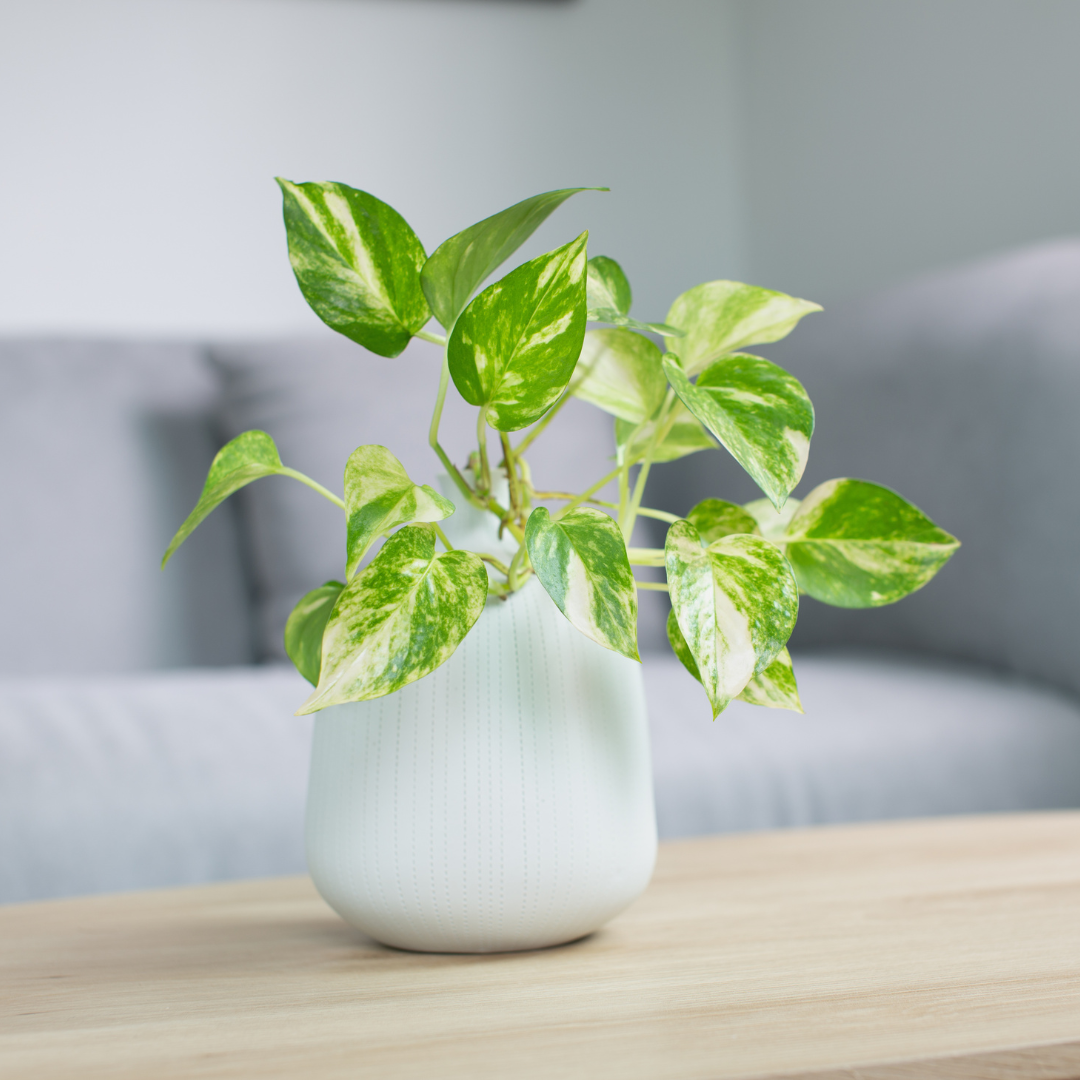 Pothos N’Joy Live Plant, Pothos Plant Live in 2 Inch Pot, Low Maintenance Vine for Indoor Home Decor, Desks, Shelves and Small Spaces