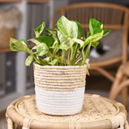 Pothos N’Joy Live Plant, Pothos Plant Live in 2 Inch Pot, Low Maintenance Vine for Indoor Home Decor, Desks, Shelves and Small Spaces