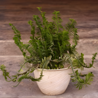 2 Lemon Button Fern Live Plant, 4 Inch Pot, Potted Nephrolepis Cordifolia, Small Indoor Fern for Desks and Terrariums