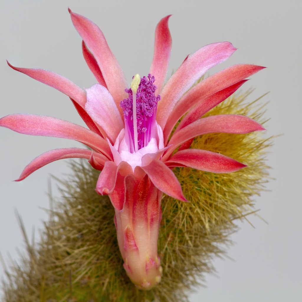 Live Monkey Tail Cactus, 4" Potted Plant, Easy Care Indoor Greenery, Decorative Long Trailing Cactus for Shelves and Bright Spaces