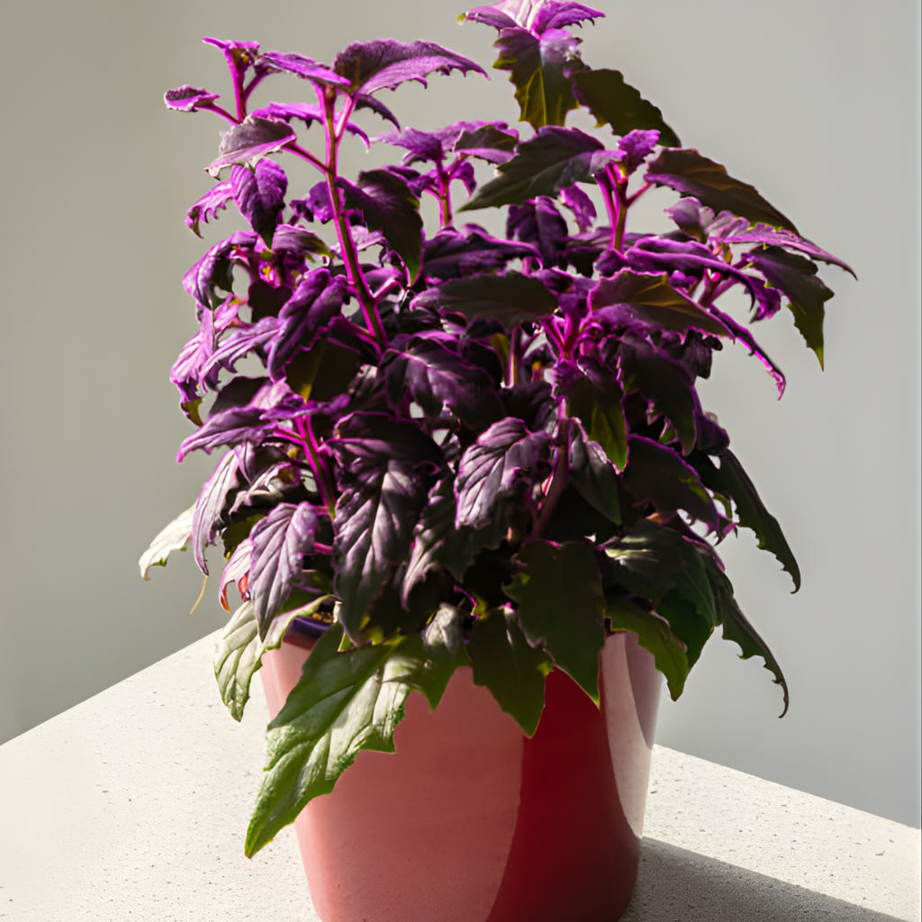 Purple Passion Plant Live - Gynura | Size 4 Inch Tall | Easy to Grow Indoor Houseplant for Home & Office | Vibrant Purple Velvet Foliage, Low Maintenance