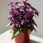 Purple Passion Plant Live - Gynura | Size 4 Inch Tall | Easy to Grow Indoor Houseplant for Home & Office | Vibrant Purple Velvet Foliage, Low Maintenance