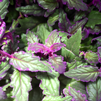 Purple Passion Plant Live - Gynura | Size 4 Inch Tall | Easy to Grow Indoor Houseplant for Home & Office | Vibrant Purple Velvet Foliage, Low Maintenance